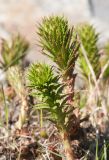 Rhodiola linearifolia. Молодые побеги. Мурманск, МГГУ, в культуре. 19.05.2015.