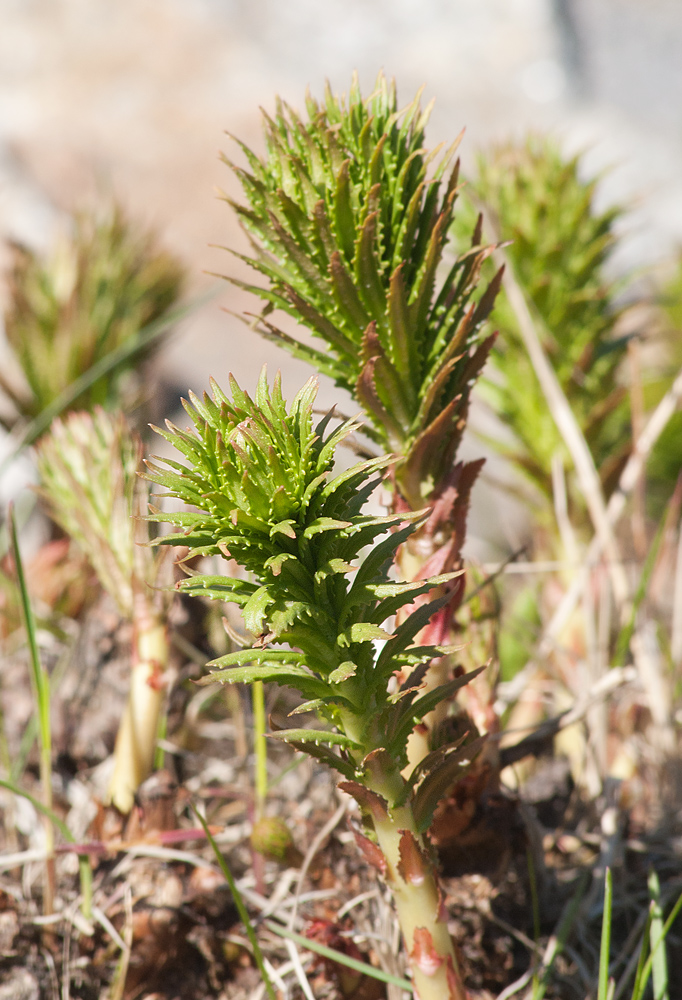 Изображение особи Rhodiola linearifolia.