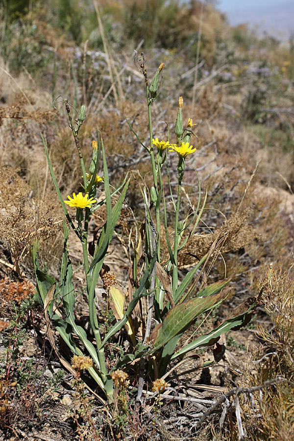 Изображение особи Scorzonera turkestanica.