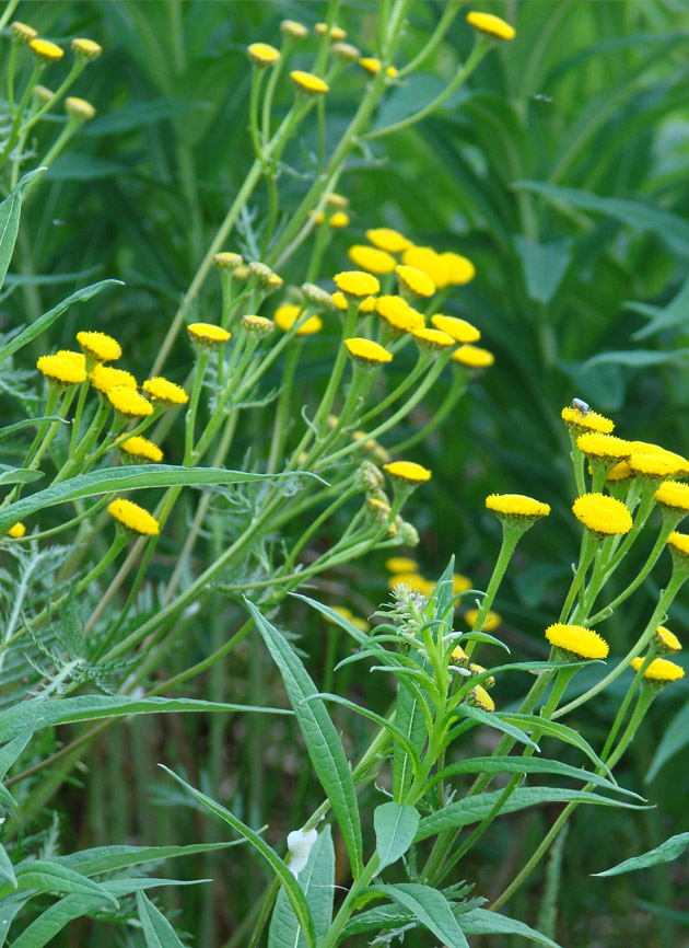 Image of Tanacetum boreale specimen.