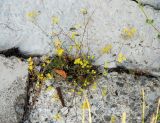 Bupleurum karglii. Цветущее растение в расщелине между камней. Черногория, национальный парк Ловчен. 06.07.2011.