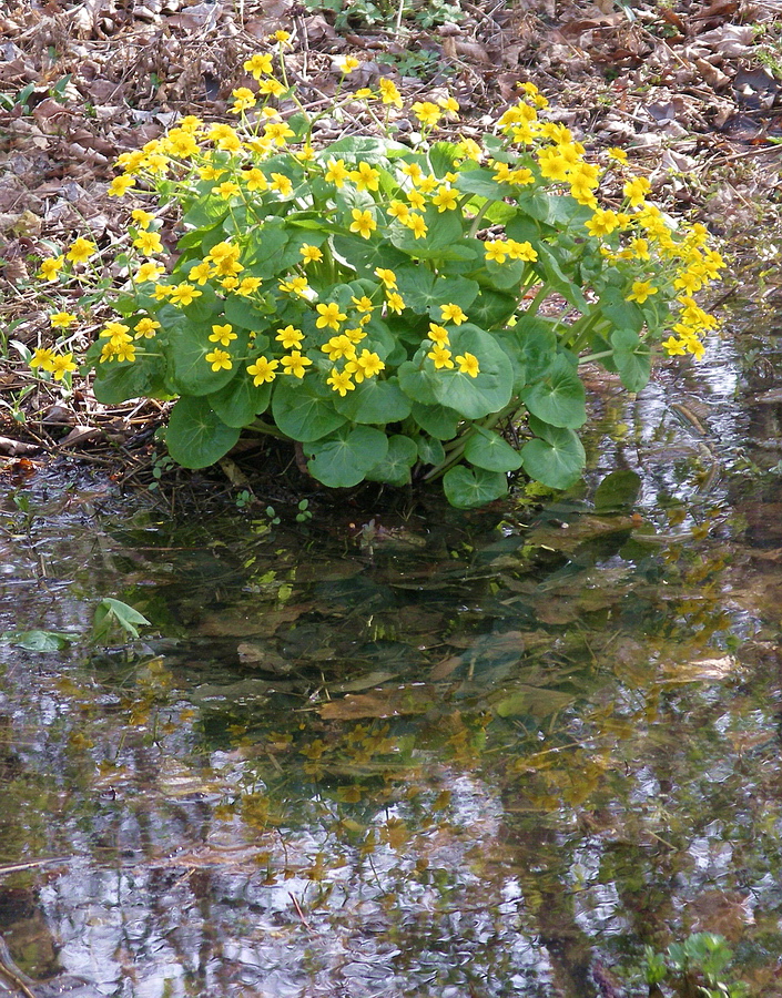 Изображение особи Caltha silvestris.