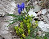 Muscari armeniacum