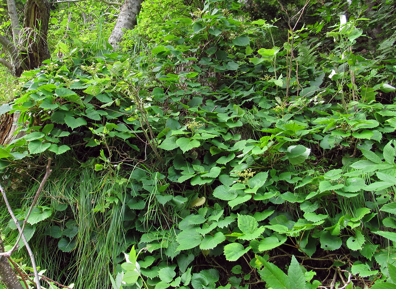 Изображение особи Schizophragma hydrangeoides.