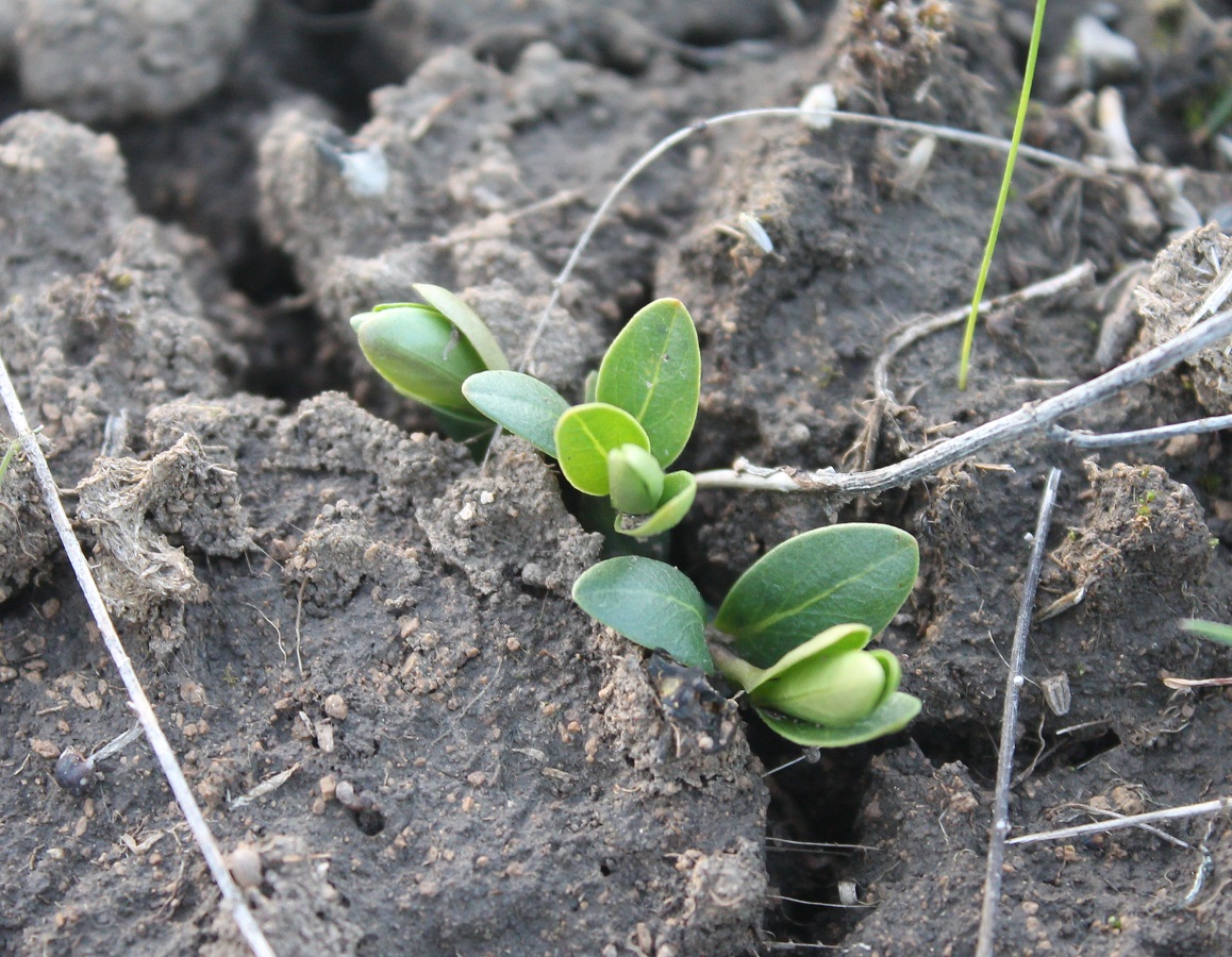 Image of Vinca herbacea specimen.