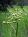 Peucedanum oreoselinum