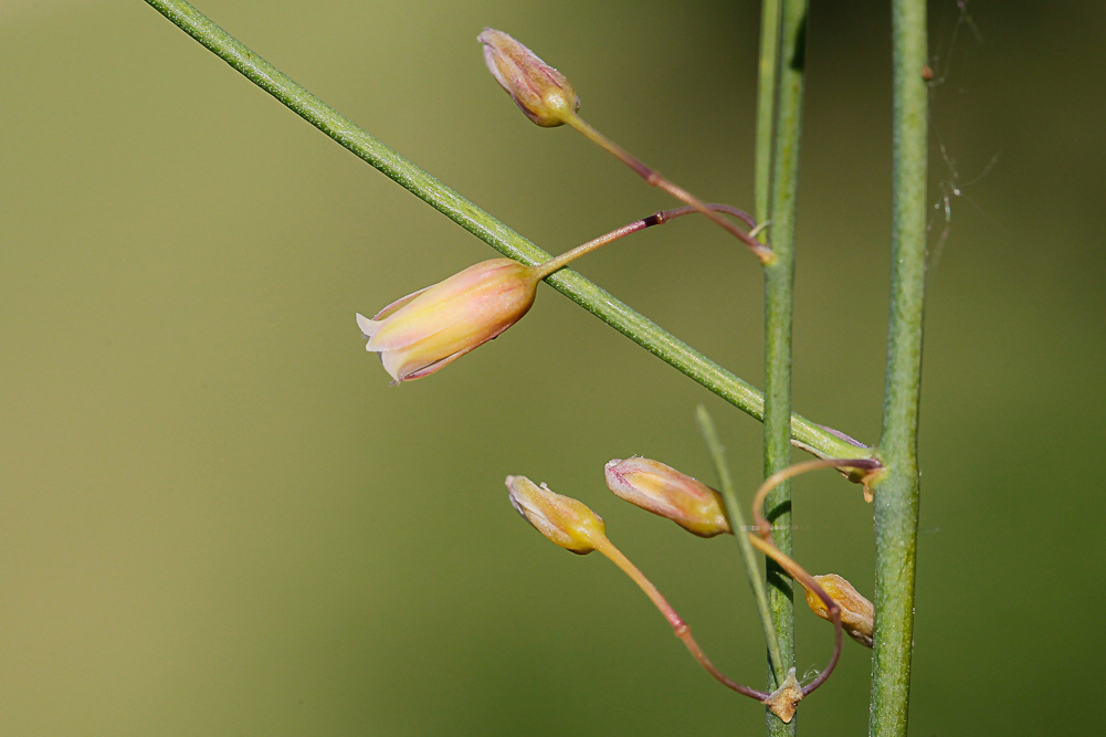 Image of Asparagus officinalis specimen.