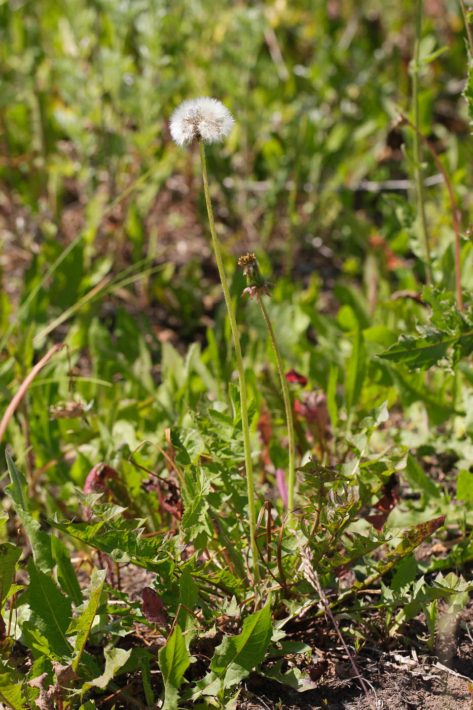 Изображение особи род Taraxacum.