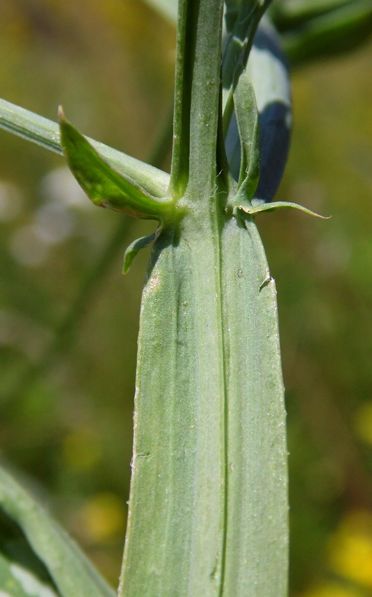 Изображение особи Lathyrus hirsutus.