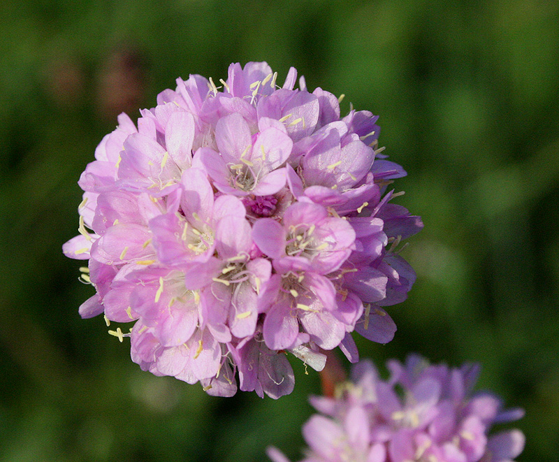 Изображение особи Armeria vulgaris.