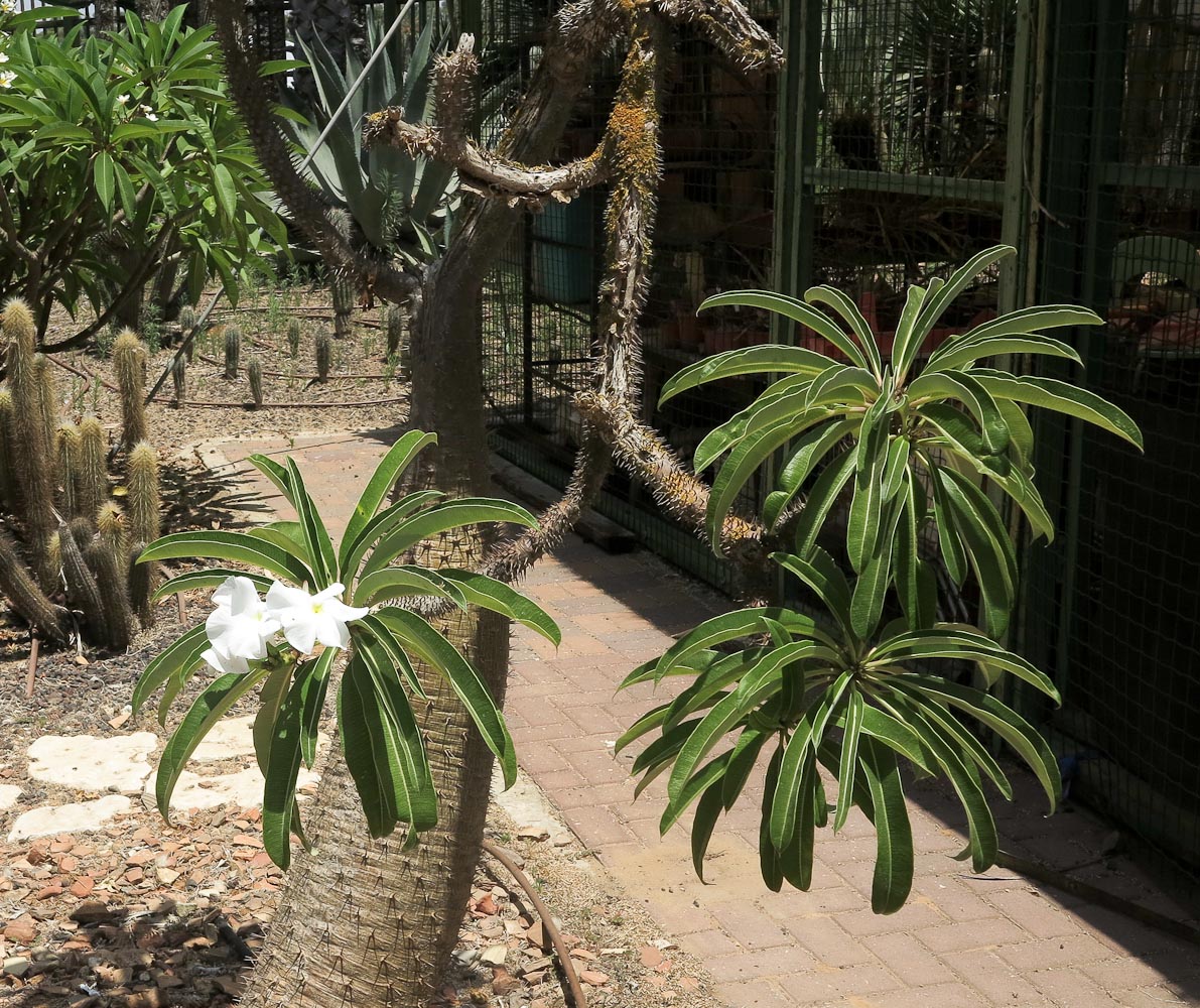 Image of Pachypodium lamerei specimen.