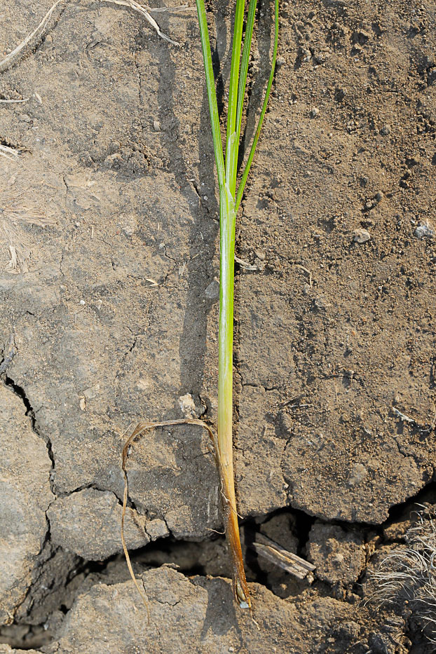 Изображение особи Juncus compressus.