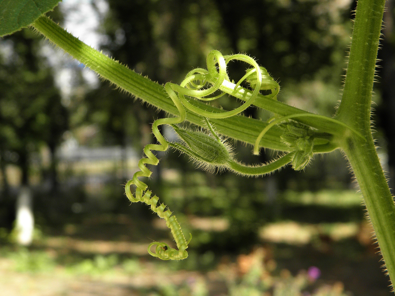 Image of Cucurbita maxima ssp. turbaniformis specimen.