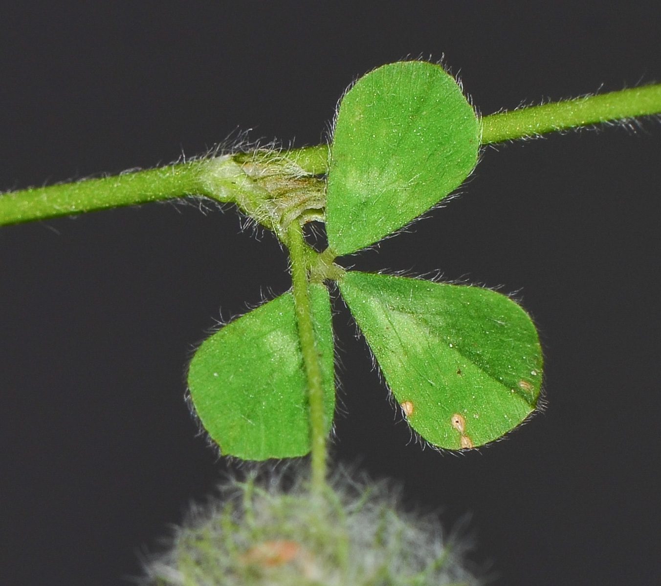 Image of Trifolium pilulare specimen.