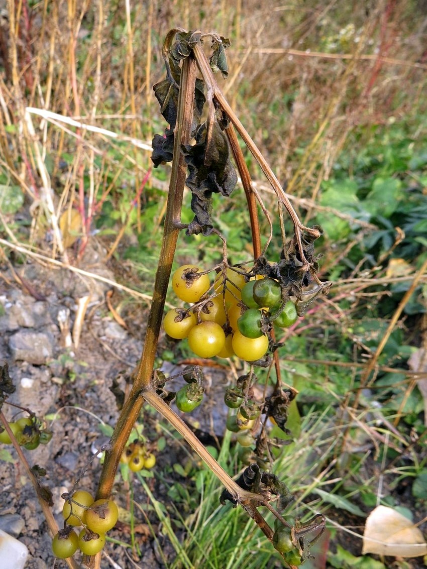 Image of Solanum luteovirescens specimen.