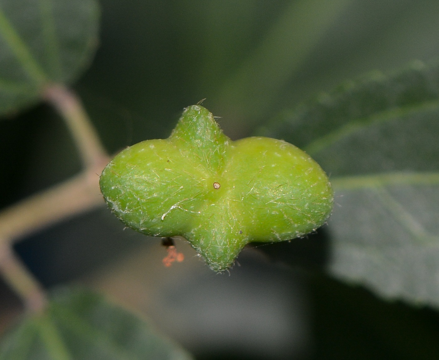 Image of Grewia occidentalis specimen.