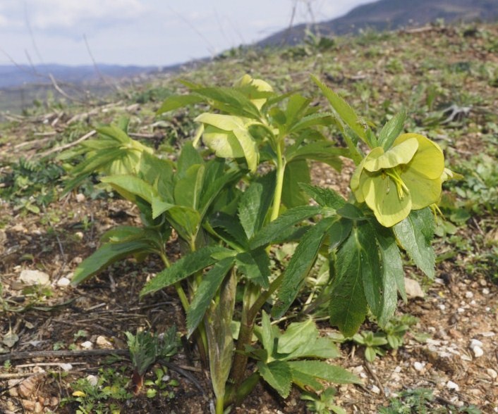 Image of Helleborus cyclophyllus specimen.