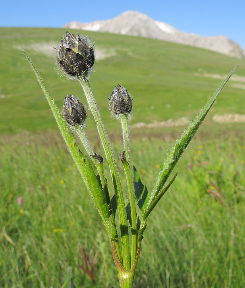 Image of Cephalaria gigantea specimen.