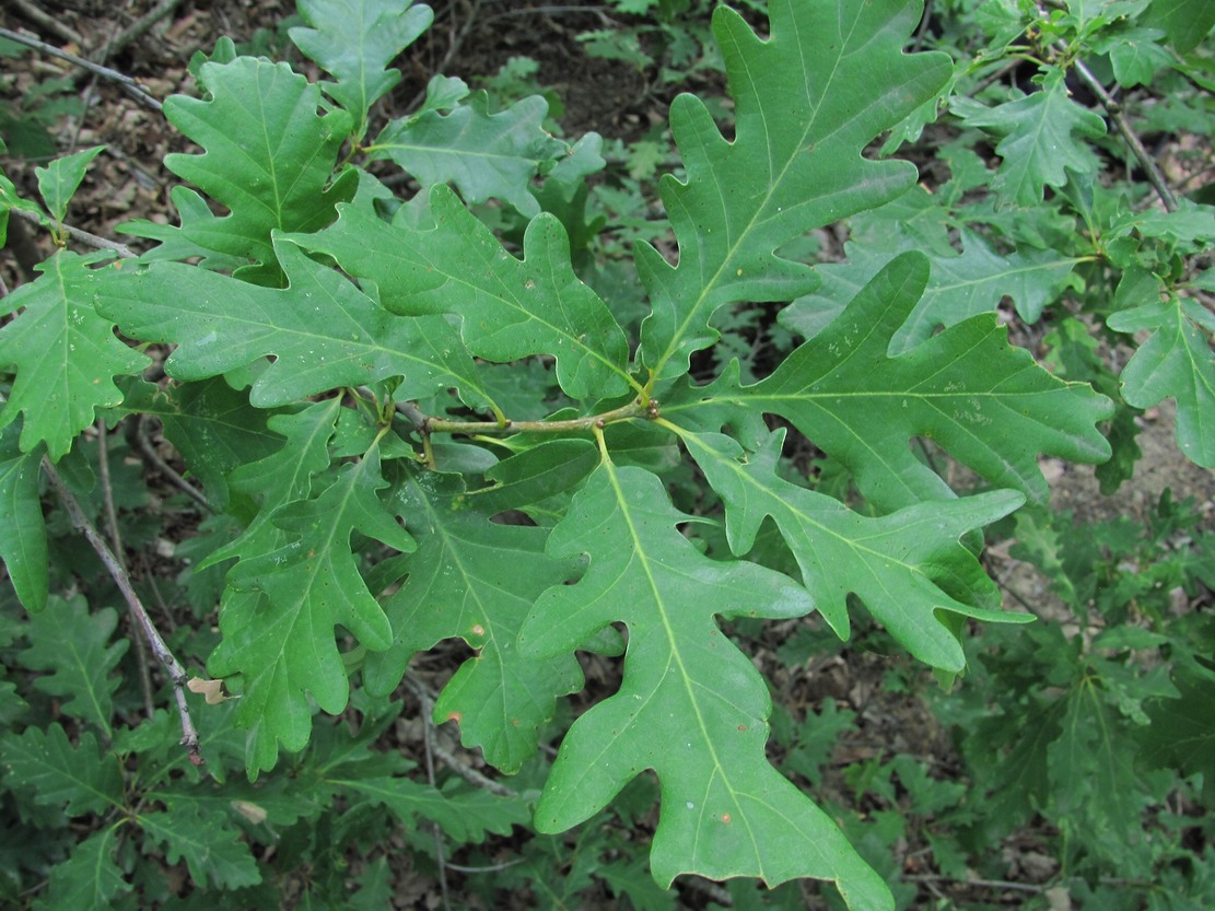 Image of Quercus petraea specimen.