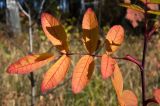 Rosa cinnamomea