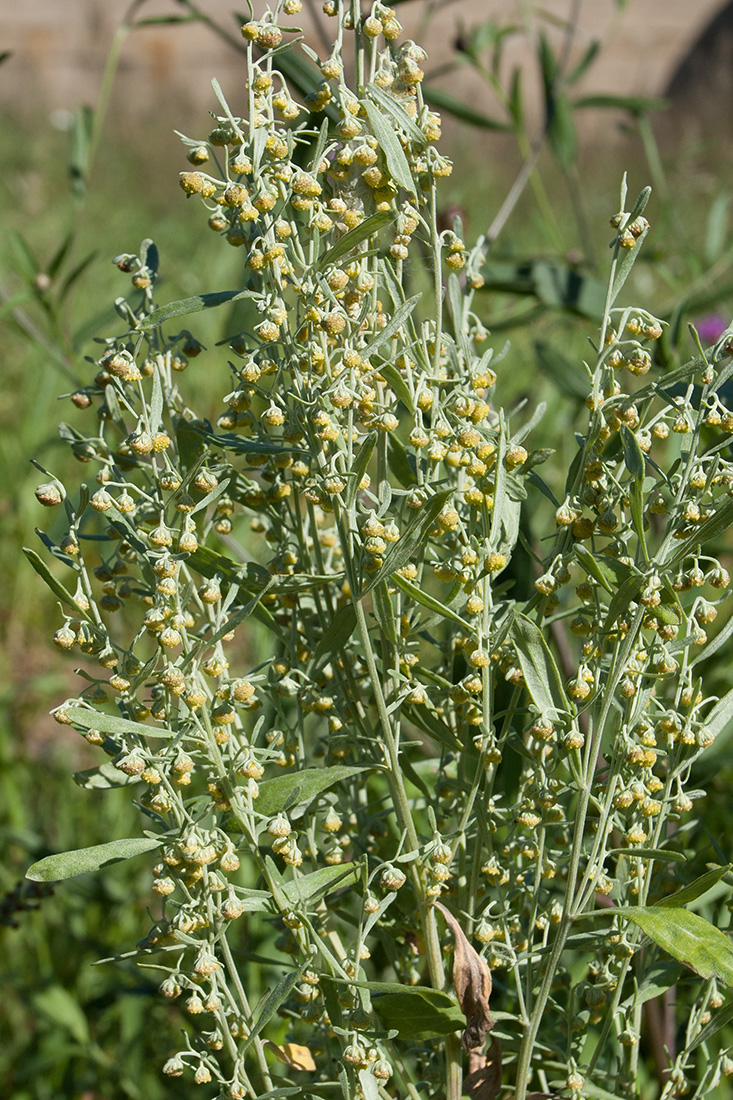 Image of Artemisia absinthium specimen.