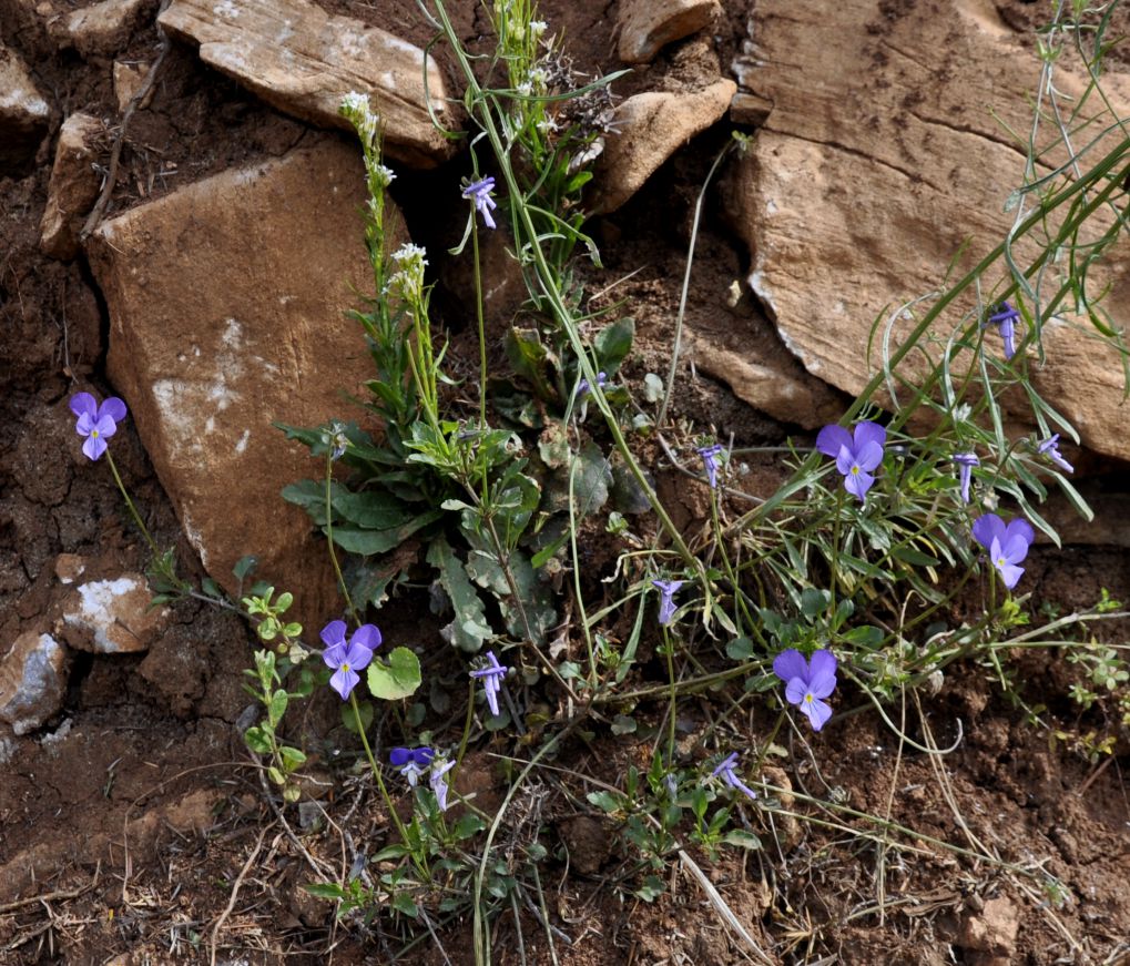 Изображение особи Viola rausii.