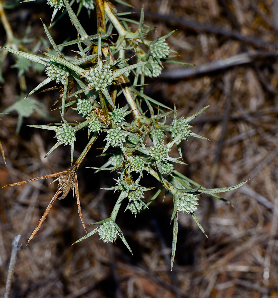 Image of Eryngium glomeratum specimen.