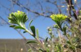 Alyssum alyssoides. Верхушки побегов с соцветиями. Краснодарский край, м/о г. Новороссийск, гора Рябкова, скальное обнажение, на моховой подушке. 16.04.2017.