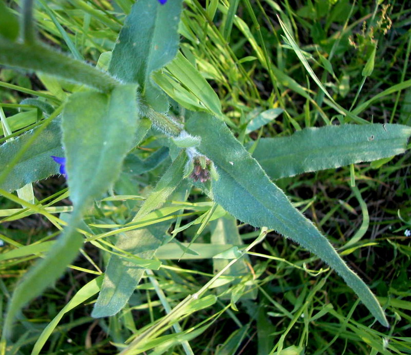 Image of Anchusa officinalis specimen.