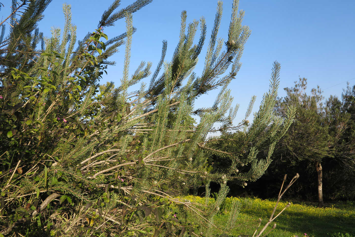 Изображение особи Leucadendron galpinii.