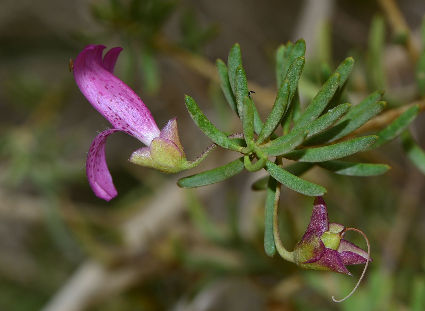 Image of genus Eremophila specimen.