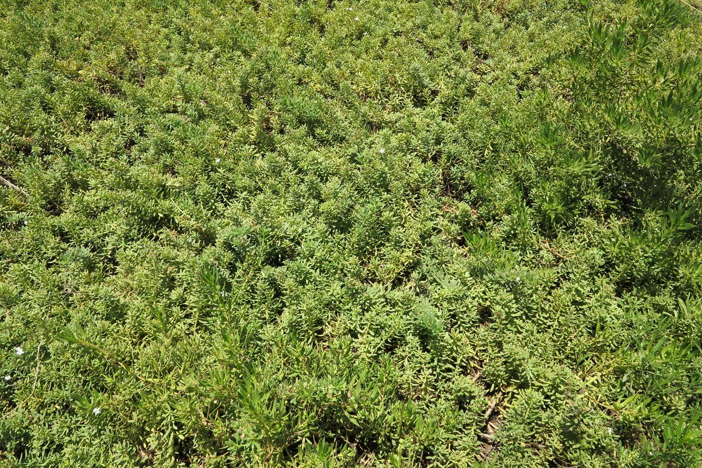 Image of Myoporum parvifolium specimen.