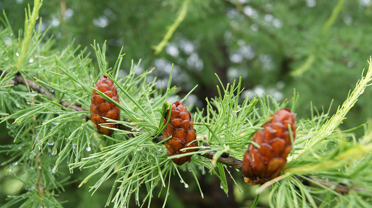 Image of Larix sibirica specimen.