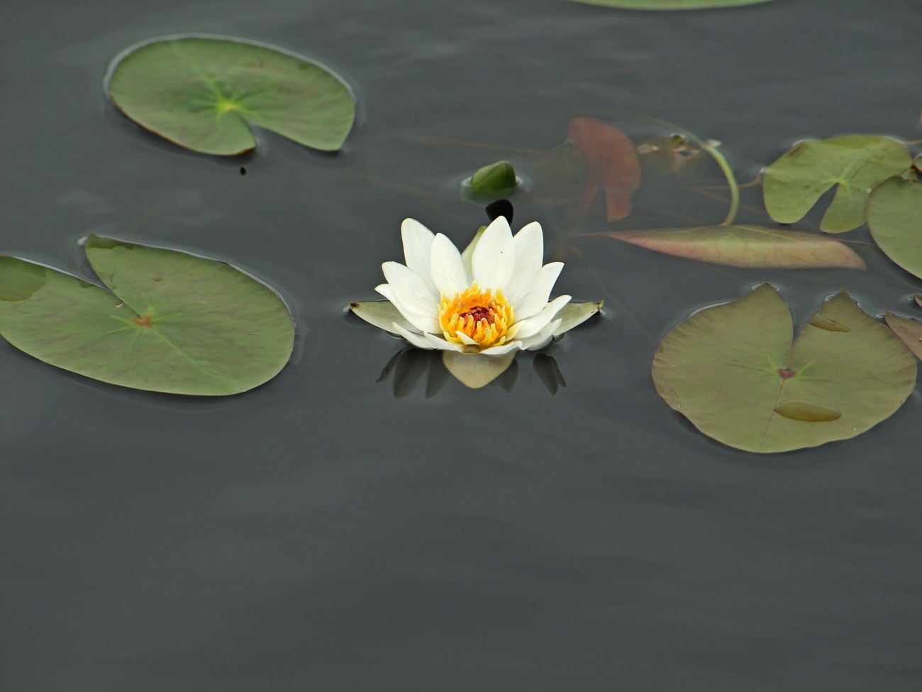 Image of Nymphaea tetragona specimen.