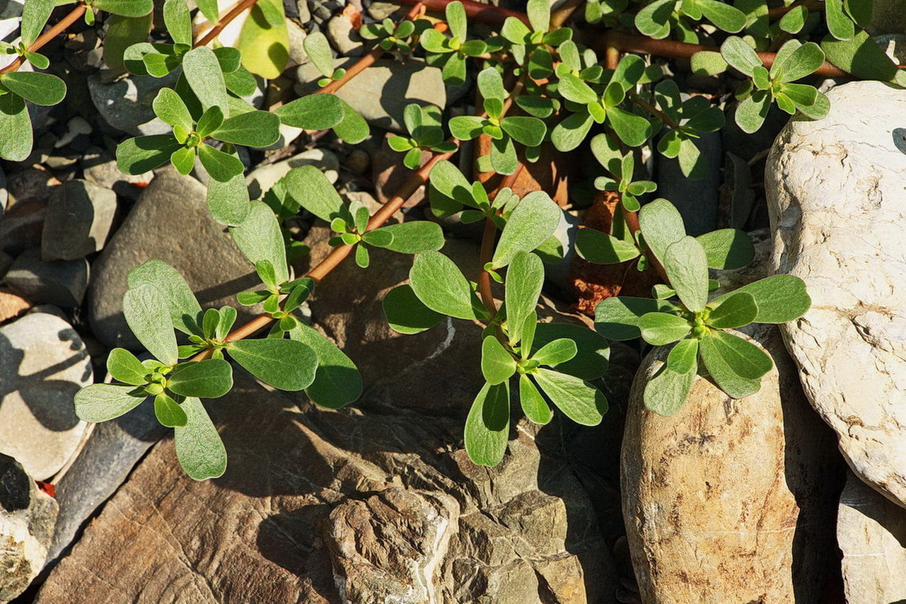 Image of Portulaca oleracea specimen.