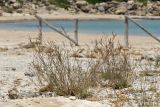 Limonium virgatum. Цветущие растения. Греция, о-в Крит, ном Ханья (Νομός Χανίων), дим Киссамос (Κίσσαμος), приморский пляж. 25 июня 2017 г.