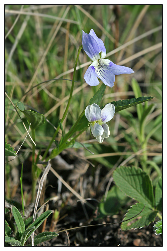 Image of Viola accrescens specimen.