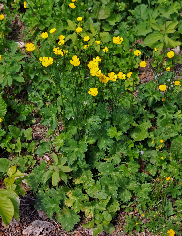 Image of Ranunculus oreophilus specimen.