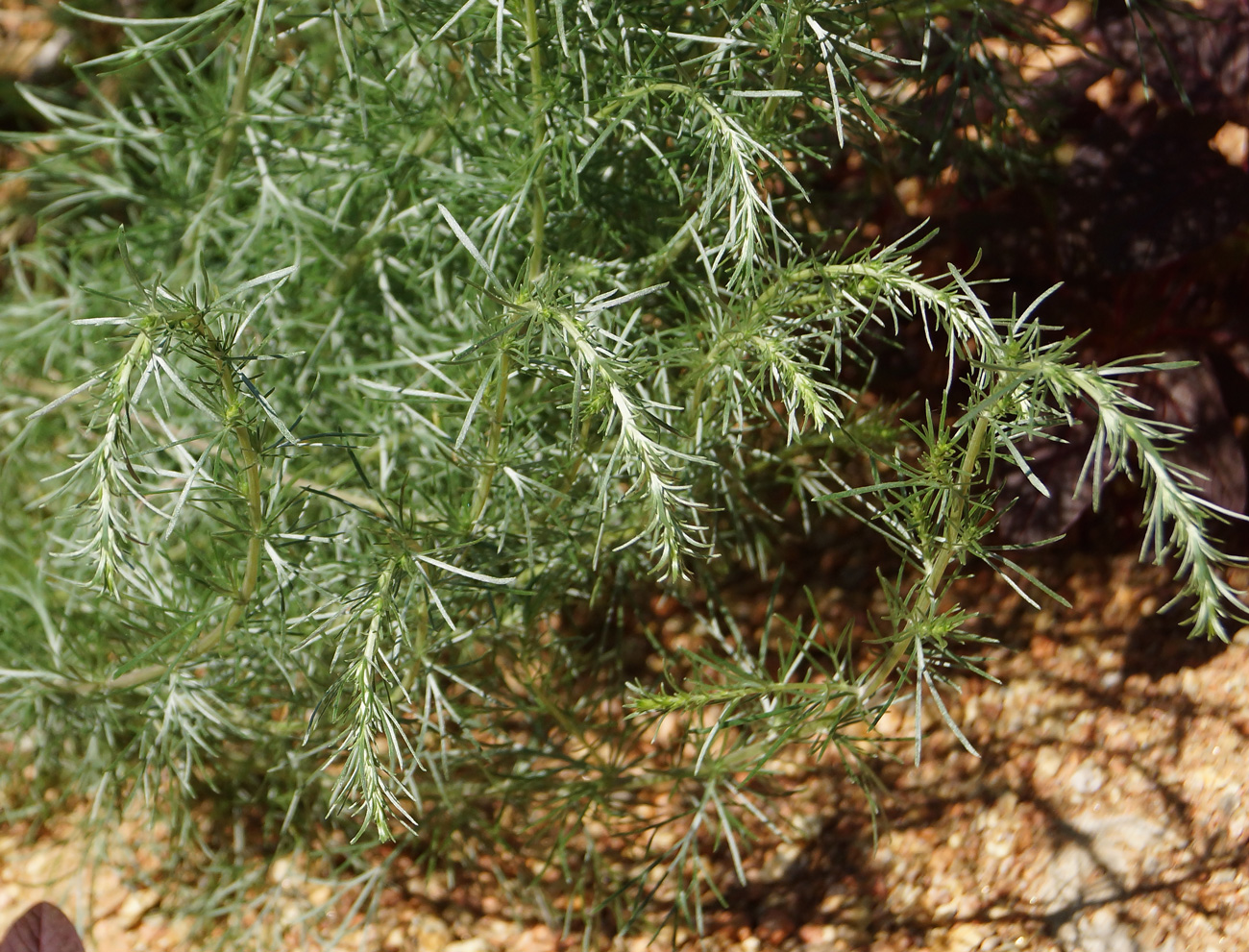 Image of genus Artemisia specimen.