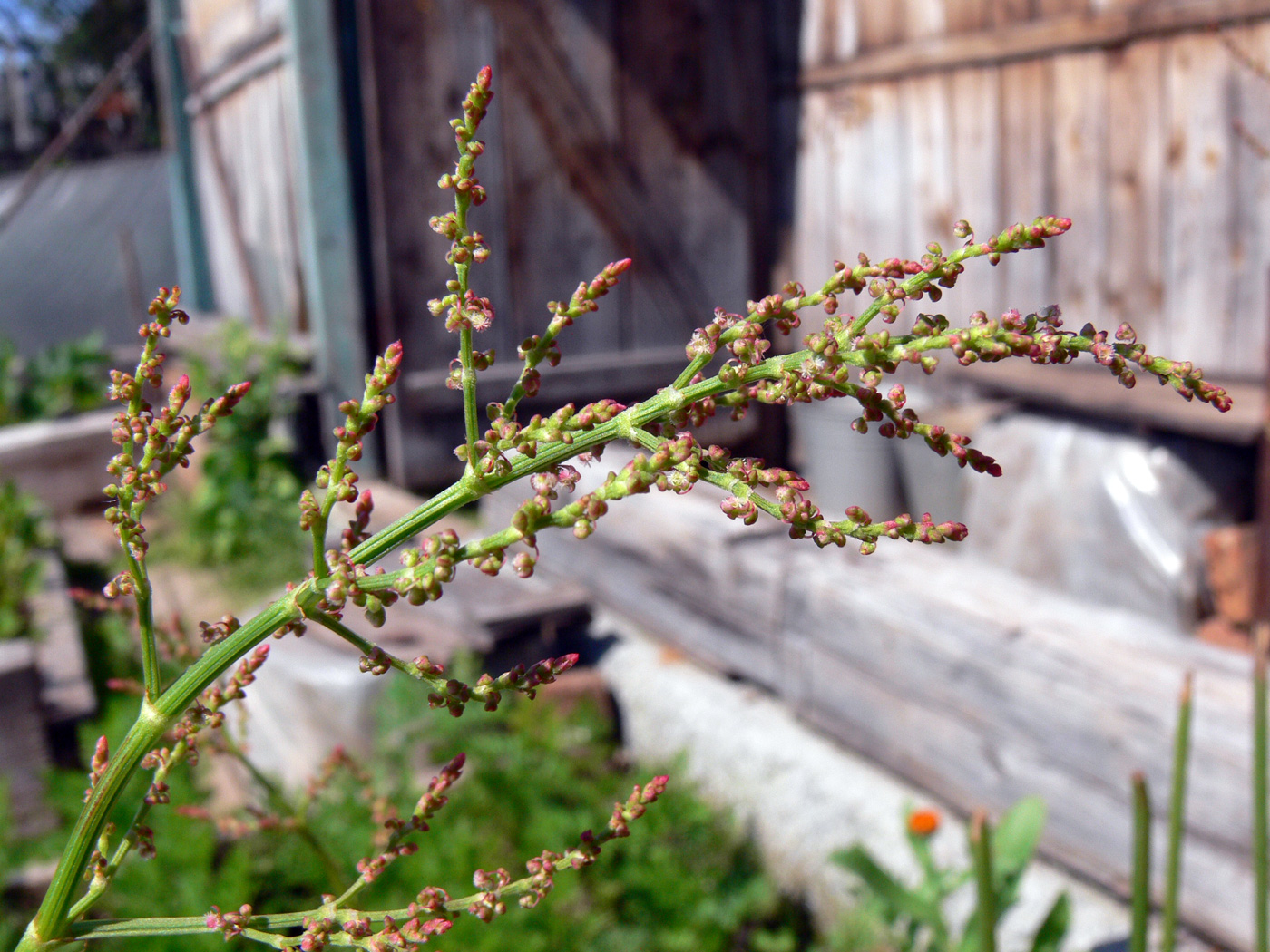 Image of Rumex acetosa specimen.