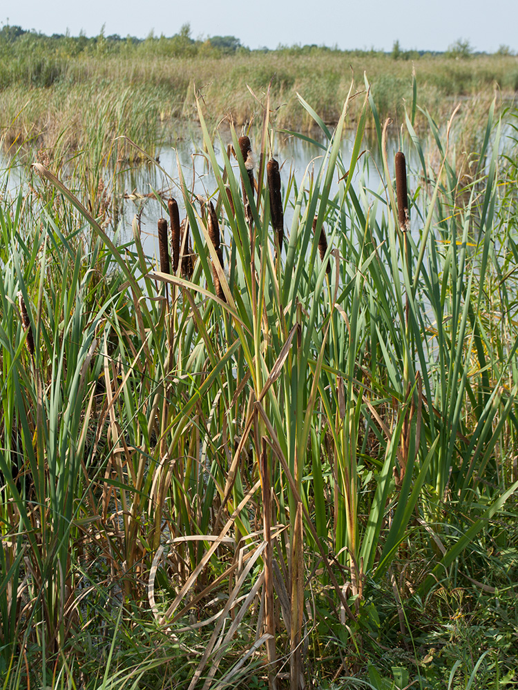 Image of Typha latifolia specimen.