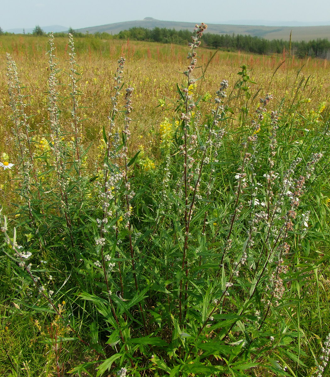 Image of Artemisia integrifolia specimen.