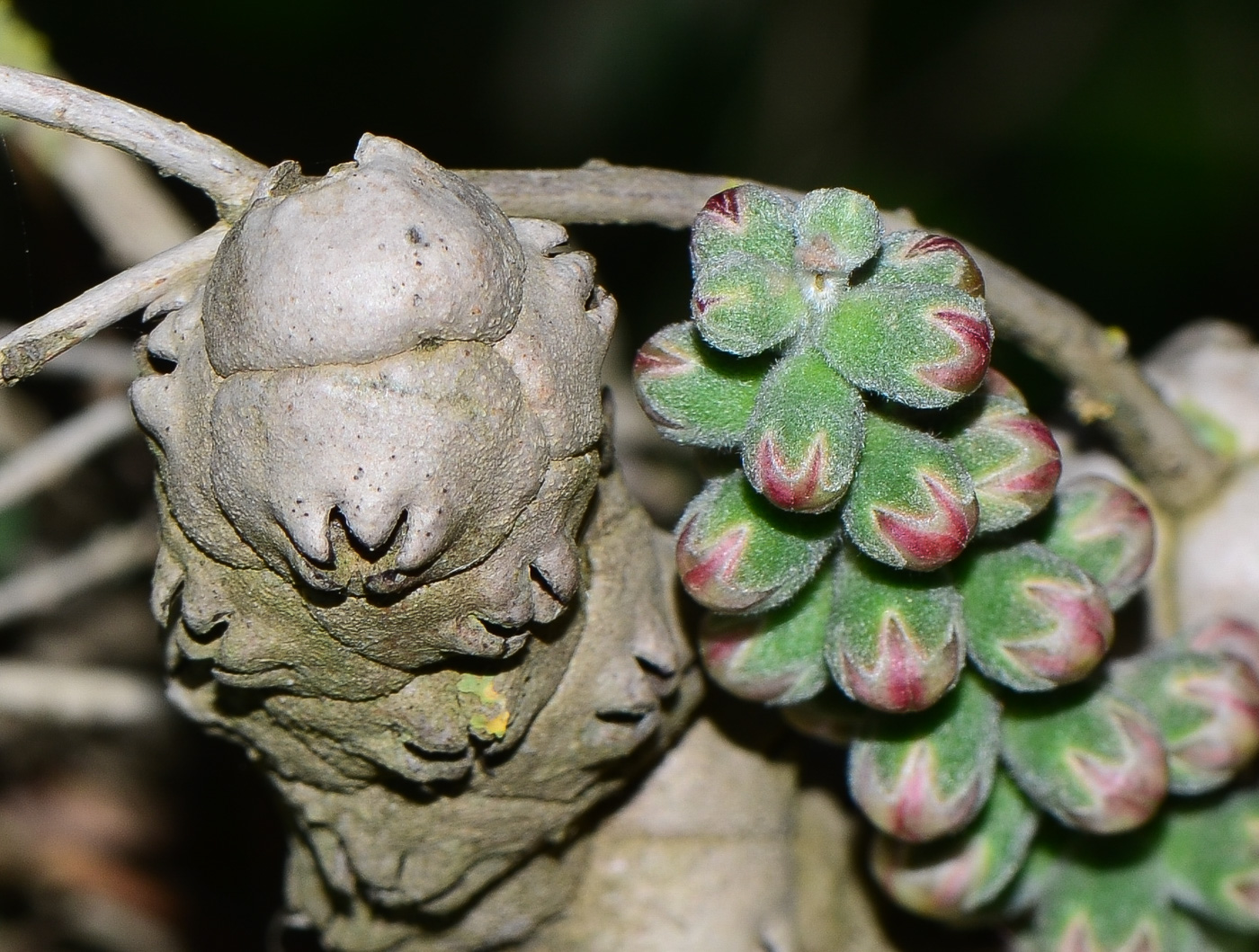 Image of Melaleuca elliptica specimen.