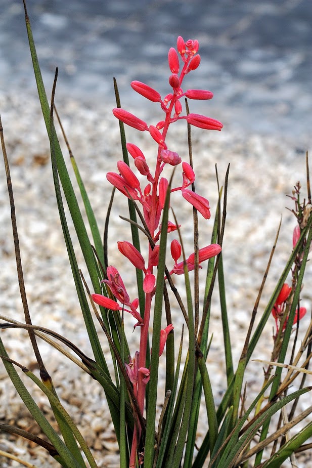 Image of Hesperaloe parviflora specimen.