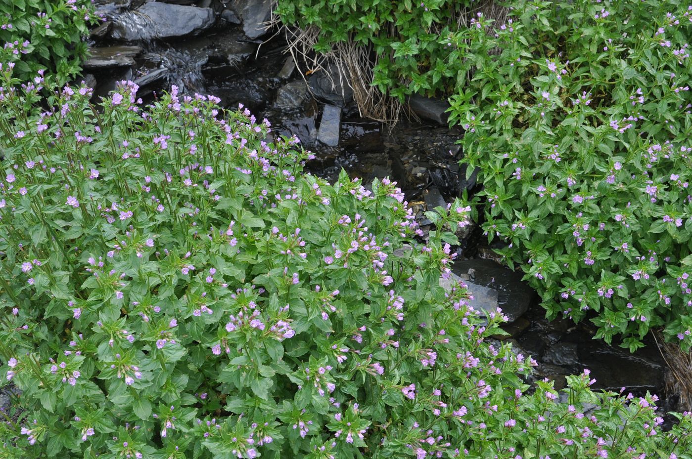 Image of genus Epilobium specimen.