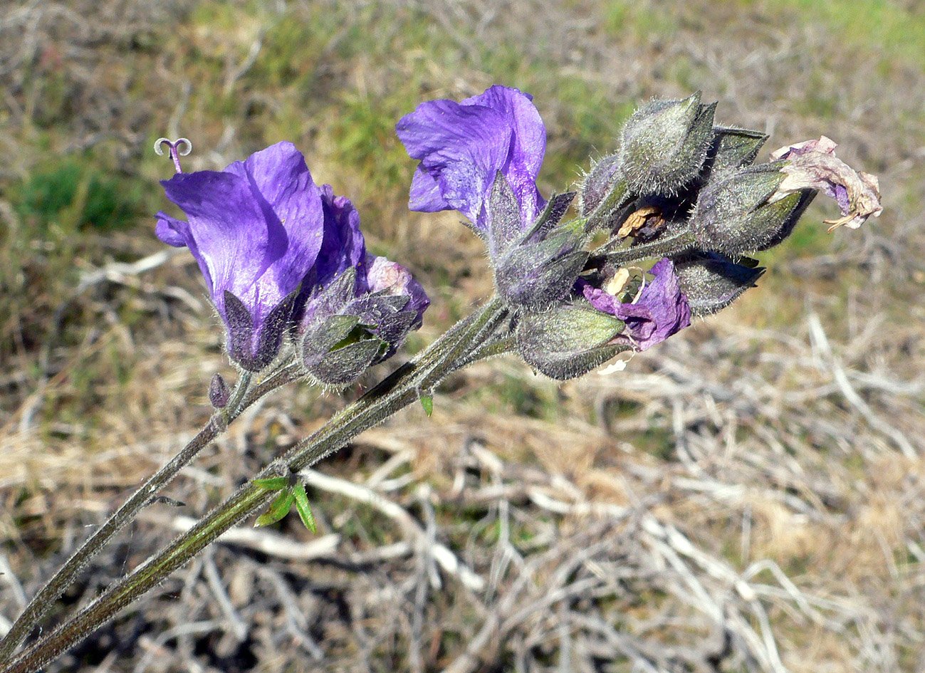 Изображение особи Polemonium acutiflorum.