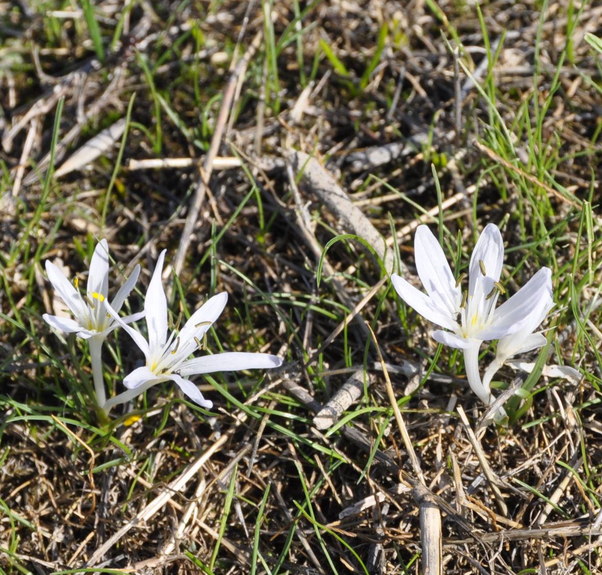 Изображение особи Colchicum pusillum.