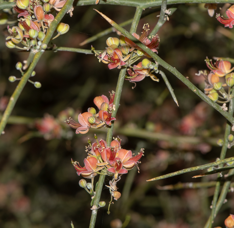 Изображение особи Capparis decidua.