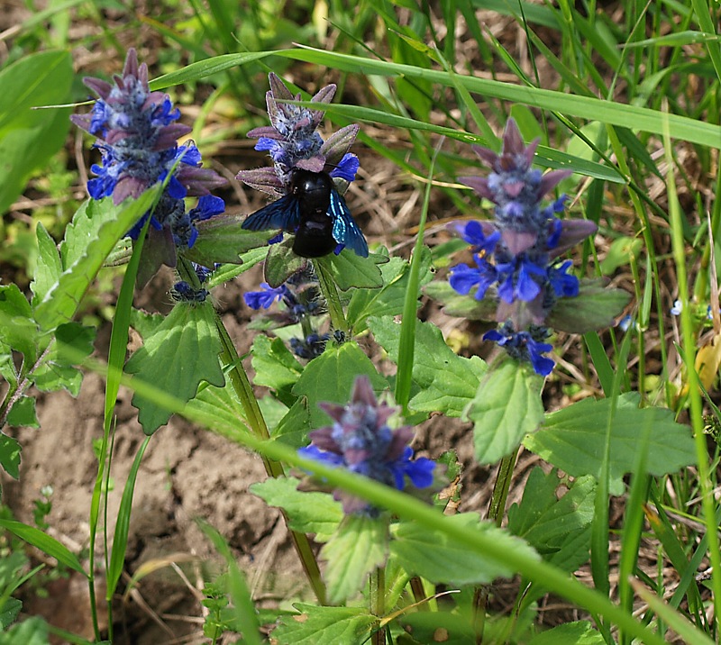 Image of Ajuga genevensis specimen.