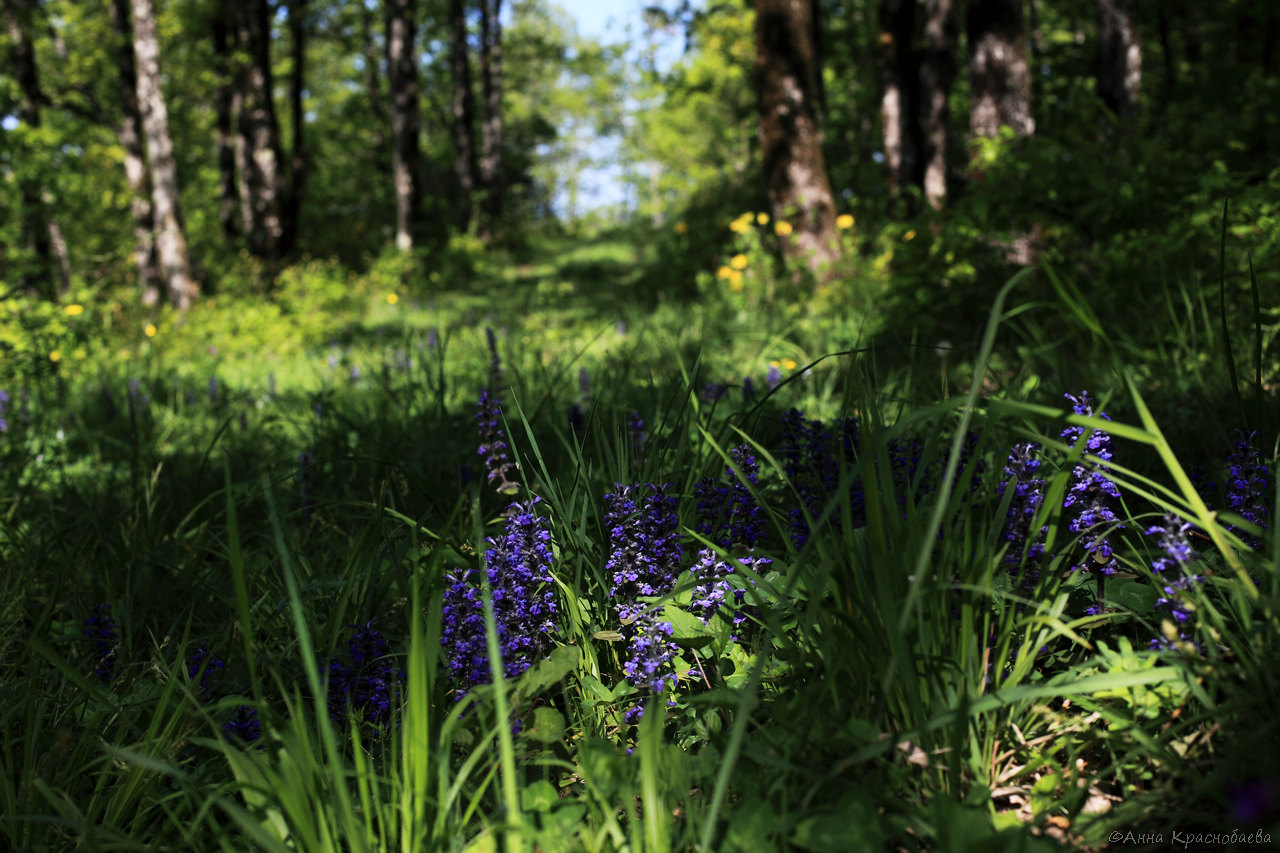 Image of Ajuga reptans specimen.